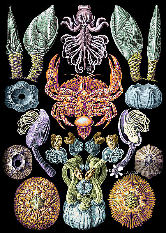 恩斯特·海克尔的茗荷插画，藤壶类动物图片素材