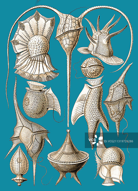 恩斯特·海克尔：甲藻图片素材