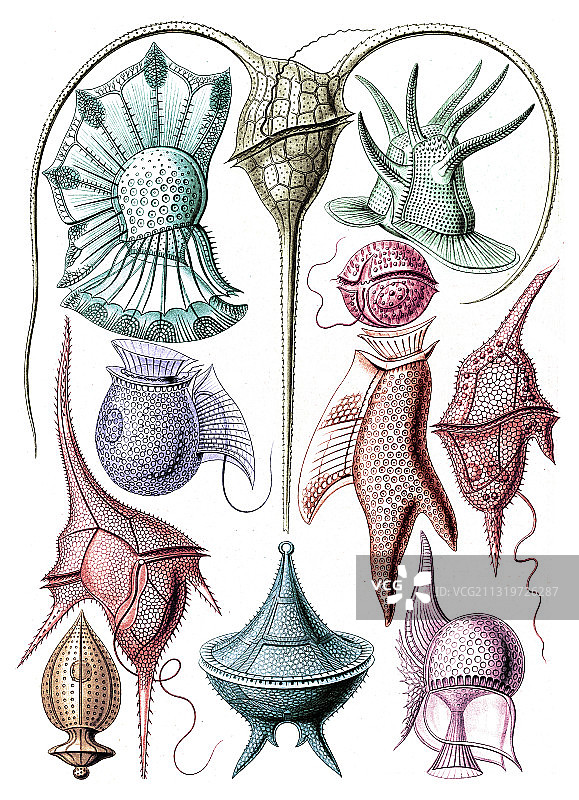 恩斯特·海克尔：甲藻图片素材
