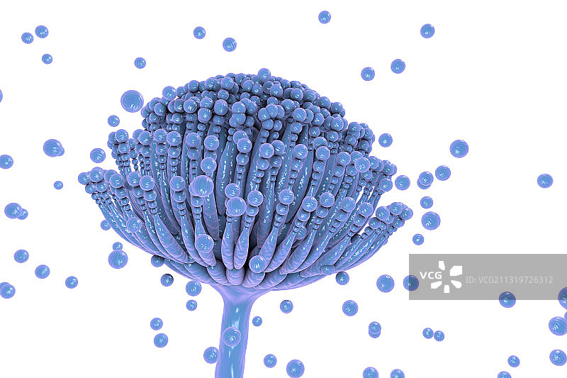 曲霉菌插图图片素材