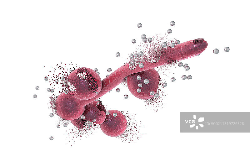 念珠菌破坏图图片素材