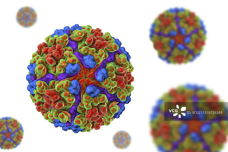 基孔肯雅病毒插画图片素材