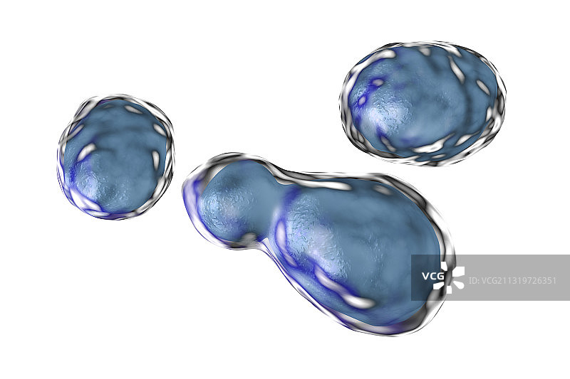 隐球菌插图图片素材