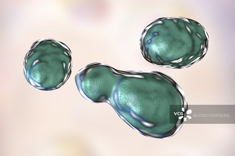 隐球菌插图图片素材