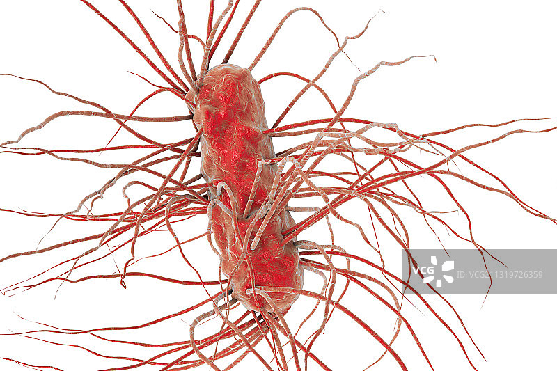 大肠杆菌细菌，图示图片素材