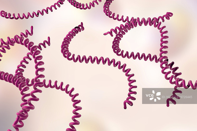 钩端螺旋体细菌插图图片素材