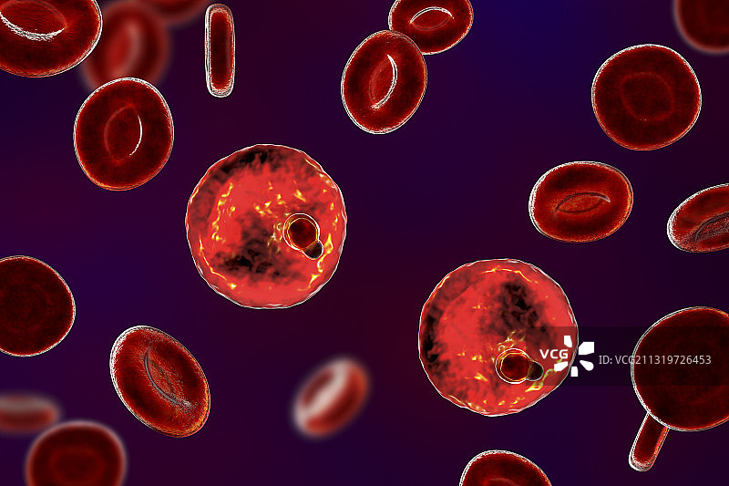 红细胞内的疟原虫滋养体图片素材