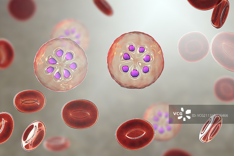 红细胞内的疟原虫滋养体图片素材