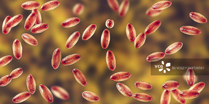 鼠疫耶尔森菌插图图片素材