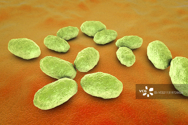 流感嗜血杆菌细菌插图图片素材