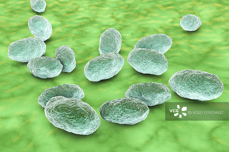 流感嗜血杆菌细菌插图图片素材