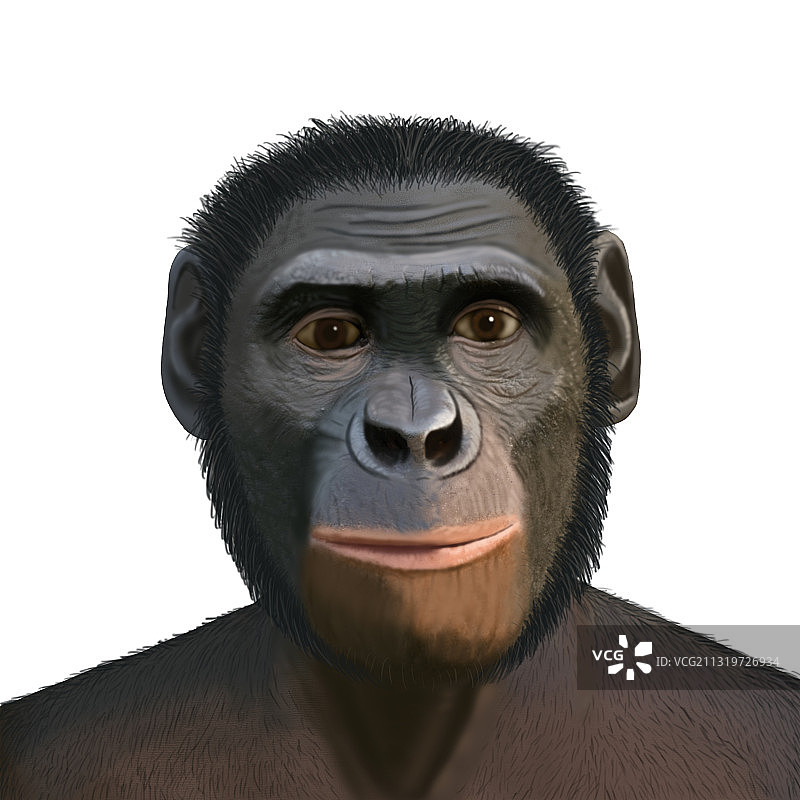 南方古猿源泉种图片素材