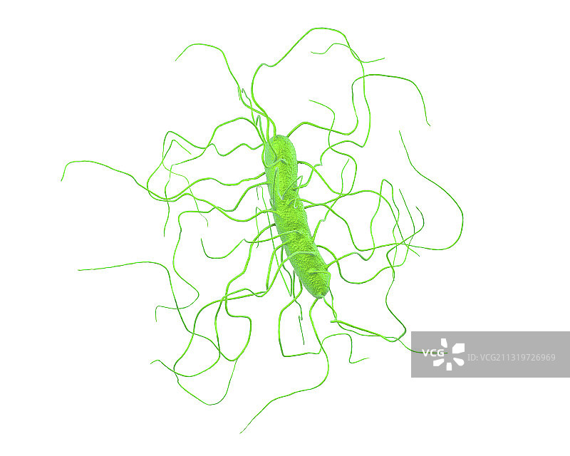 艰难梭菌细菌，图示图片素材