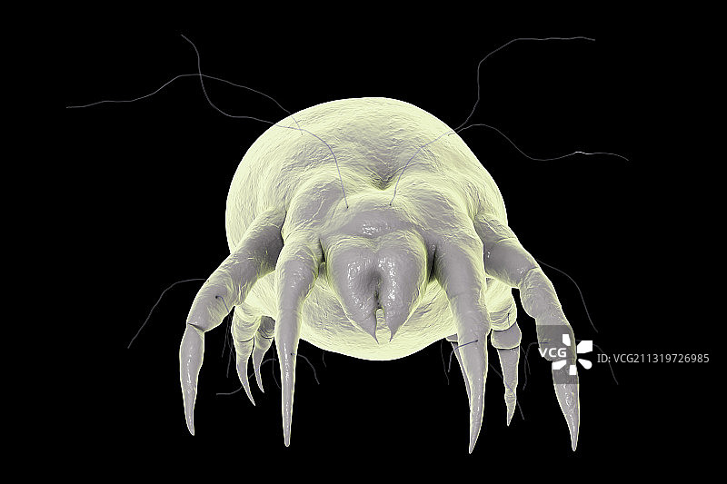 尘螨插图图片素材