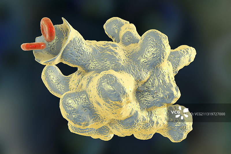 寄生性阿米巴原虫（溶组织内阿米巴）插图图片素材