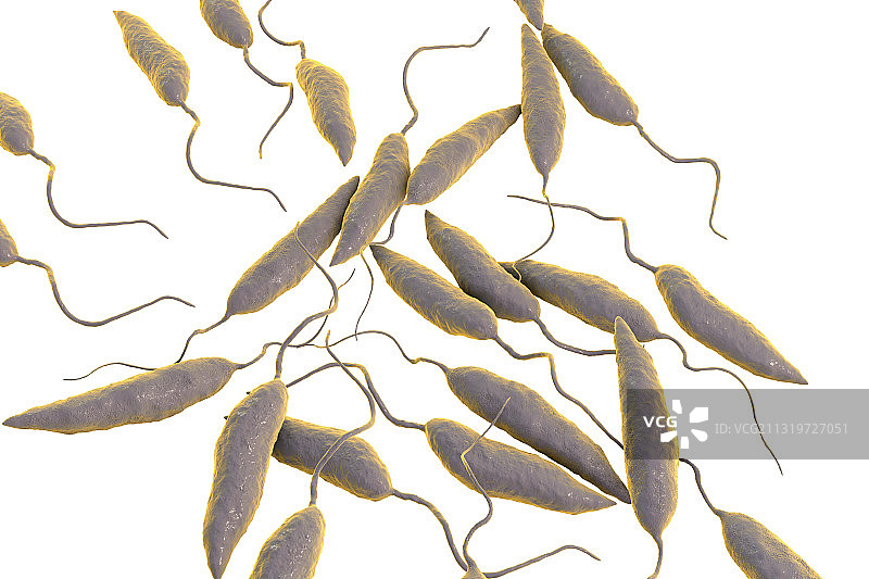 利什曼原虫寄生虫插图图片素材