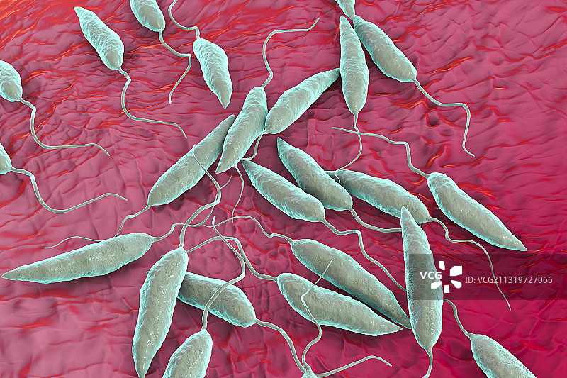 利什曼原虫寄生虫插图图片素材