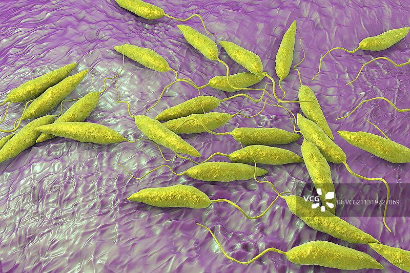 利什曼原虫寄生虫插图图片素材