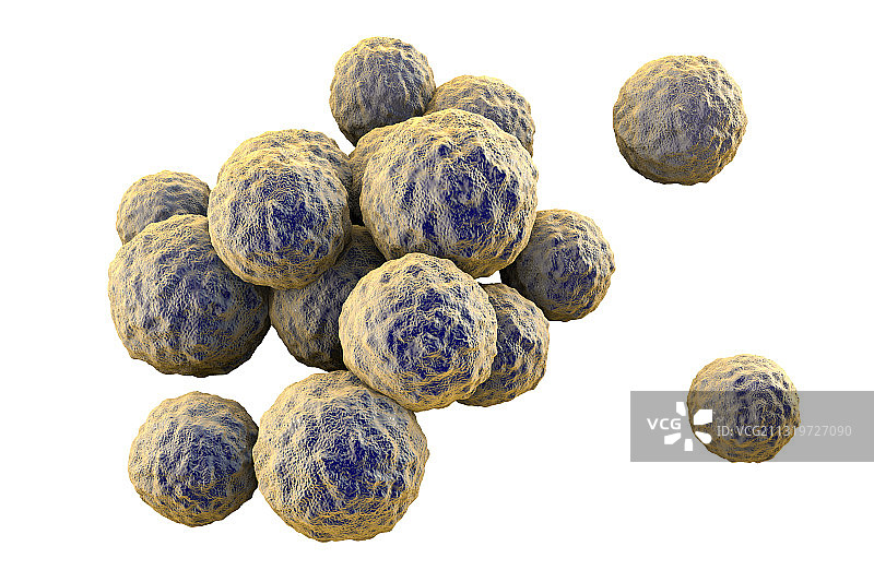 耐甲氧西林金黄色葡萄球菌图片素材