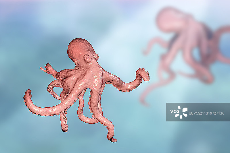 章鱼插画图片素材