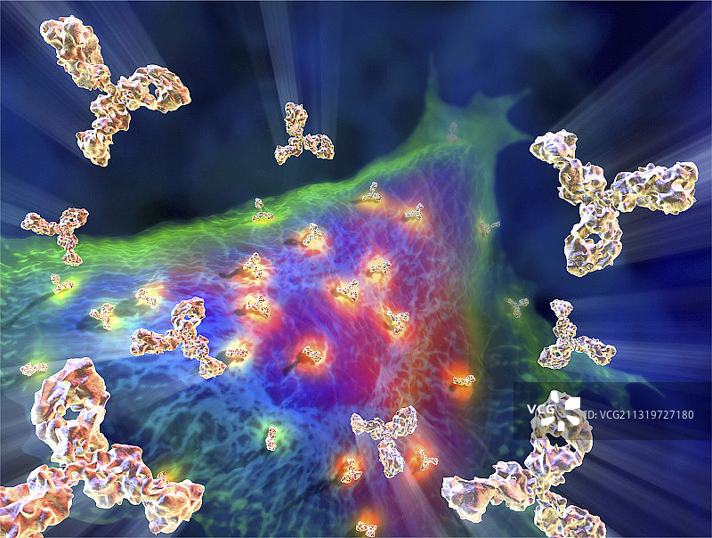 单克隆抗体图片素材