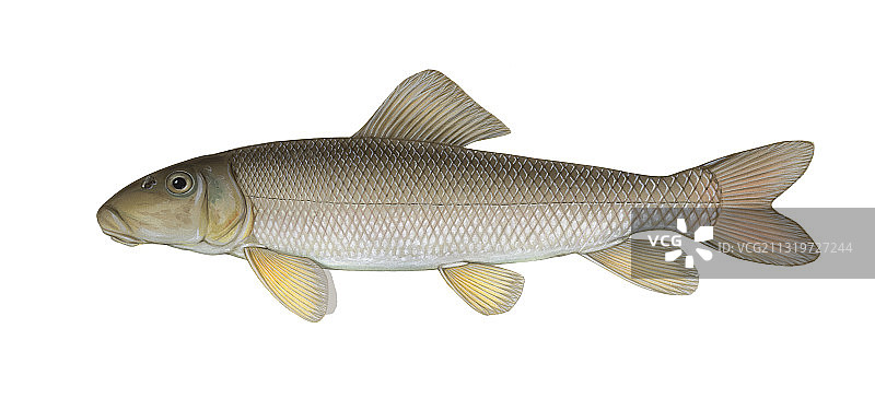 白吸盘鱼图片素材