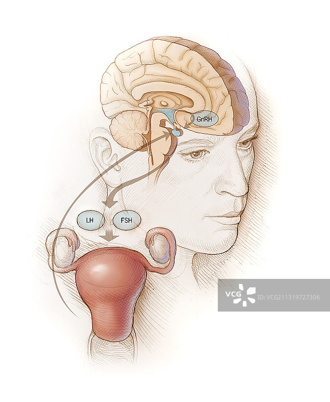 荷尔蒙周期图片素材