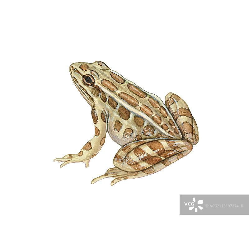 北美蛙图片素材