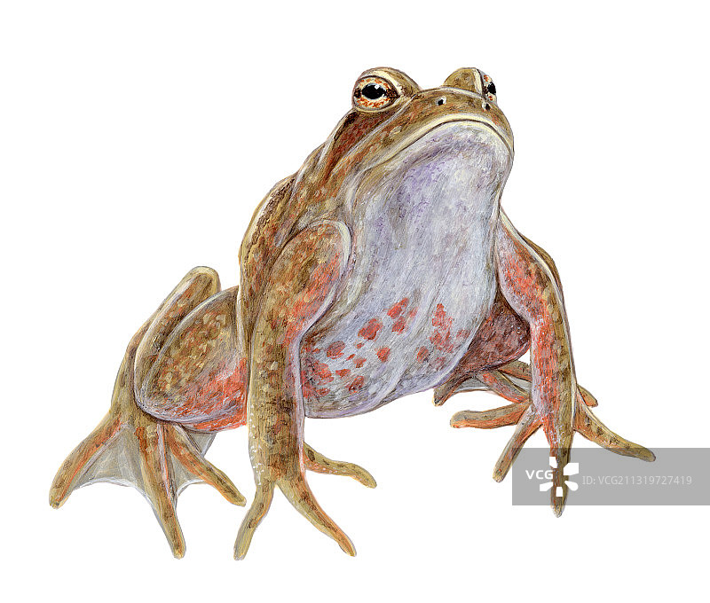 加州红腿蛙图片素材