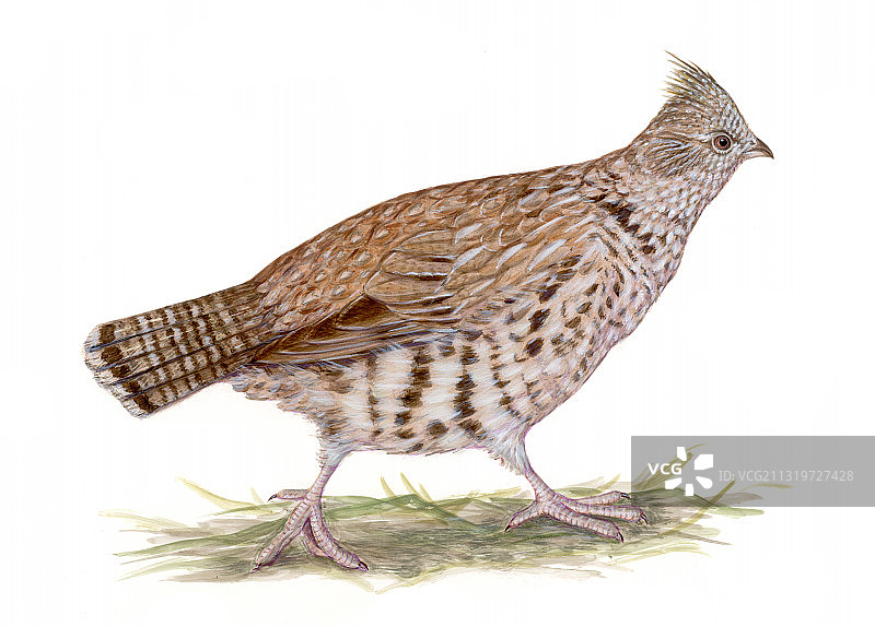 褶皱松鸡图片素材