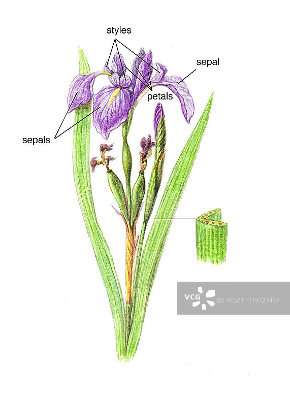 野生鸢尾花图片素材