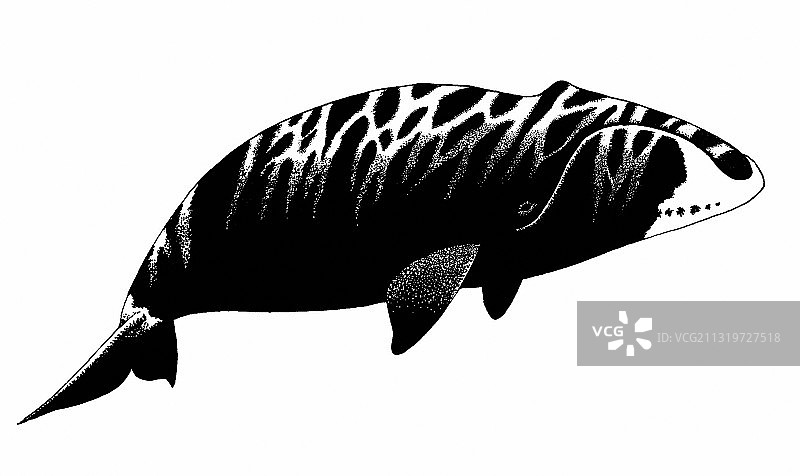 弓头鲸图片素材