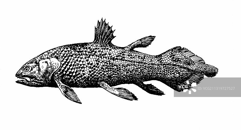 腔棘鱼图片素材