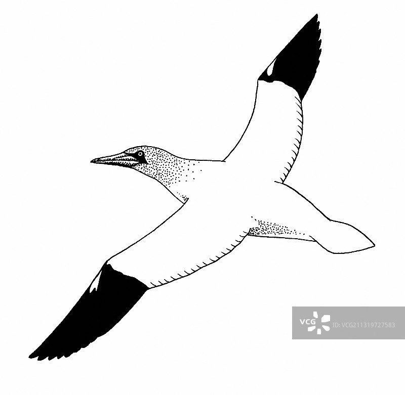 北方塘鹅图片素材