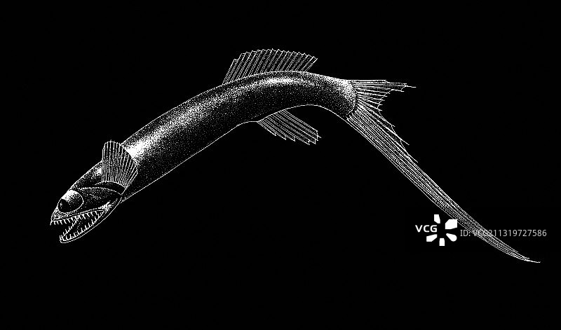 Giganturus图片素材