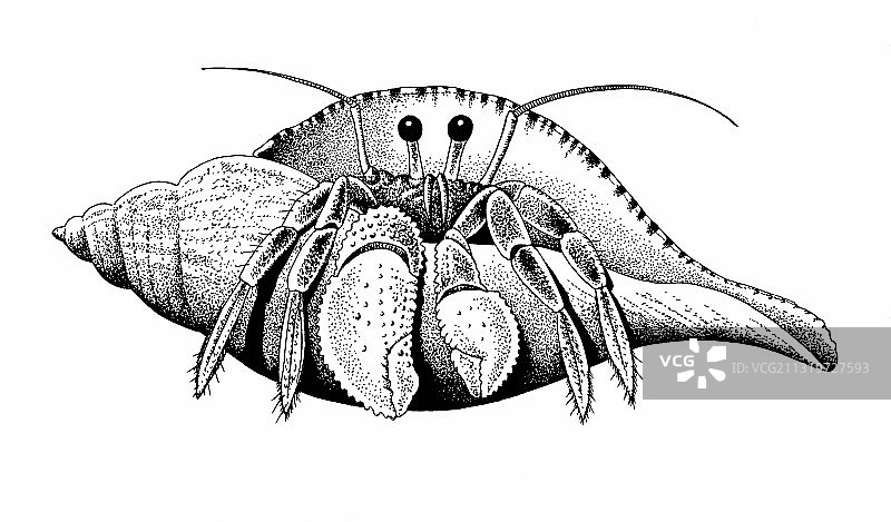 寄居蟹图片素材