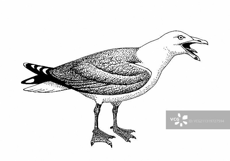 赫林鸥图片素材