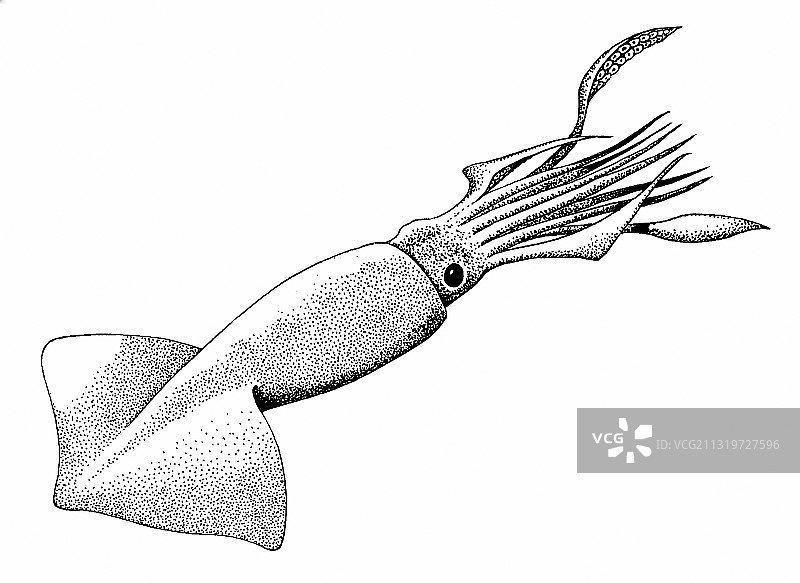 洪堡鱿鱼图片素材