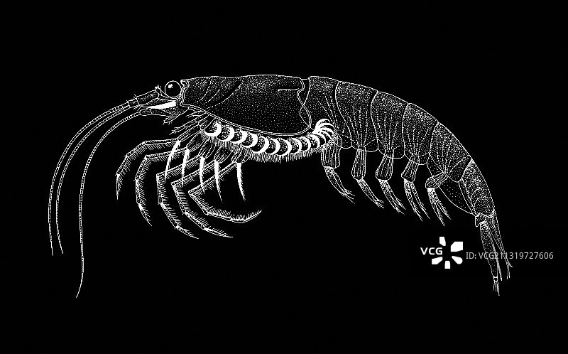 南极磷虾图片素材