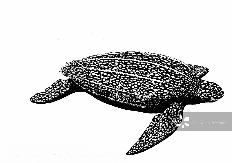 棱皮龟图片素材