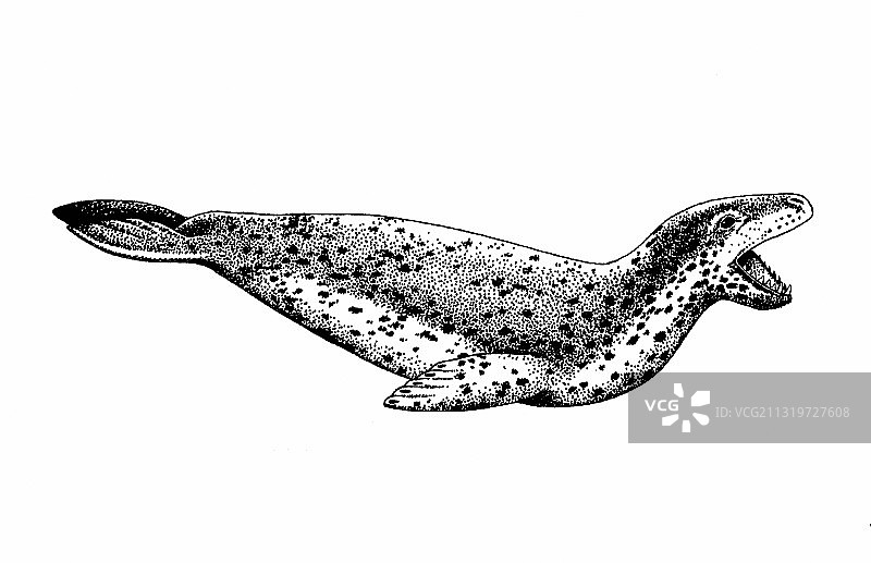 豹海豹图片素材