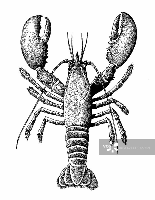 北方龙虾图片素材