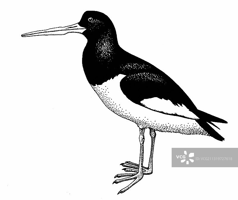 美洲蛎鹬图片素材