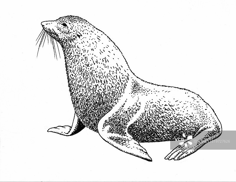 南方海狗图片素材