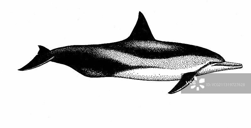 飞旋海豚图片素材