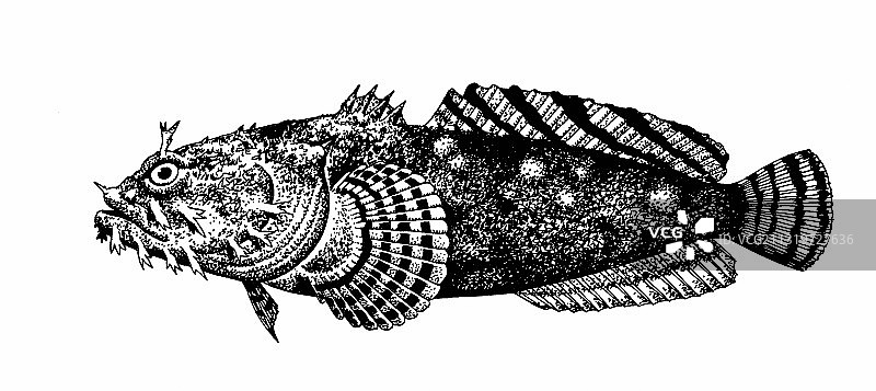 牡蛎蟾鱼图片素材