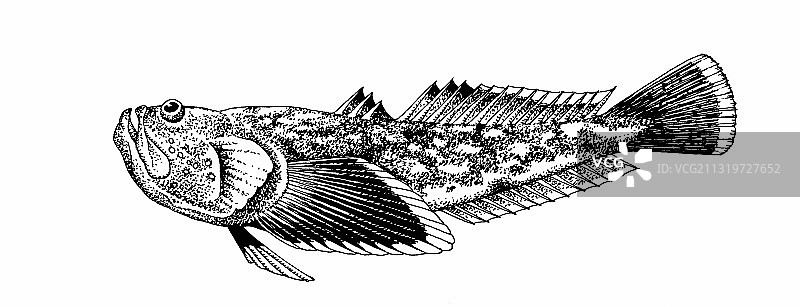 大西洋星象鱼图片素材