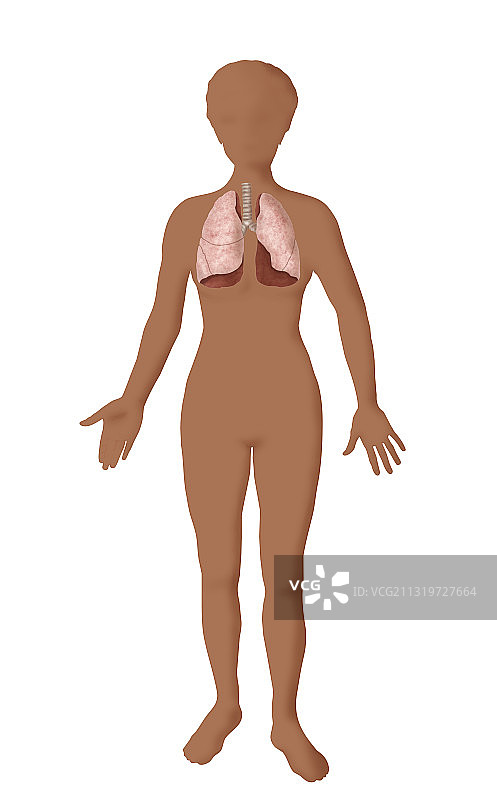 肺部插画图片素材