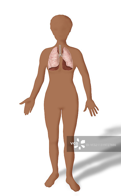 肺部插画图片素材