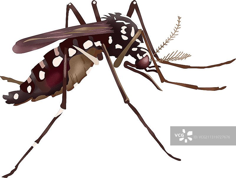 黄热病蚊子图片素材